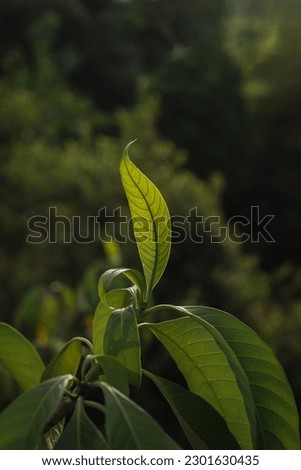 Green leaves of a tree in the morning light, stock photo