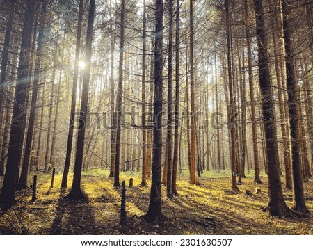 Magical summer forest in summer sunshine