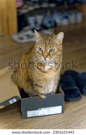 Beautiful brown, black and white female tabby cat sitting in a black shoe box at living room. Photo taken May 10th, 2023, Zurich, Switzerland.