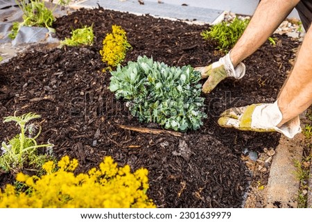 Installing weed control fabric material and bark mulch in a residential garden to control weed spreading Royalty-Free Stock Photo #2301639979