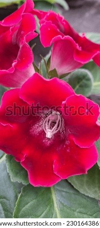 In the language of flowers, gloxinia carries the symbolic meaning of love at first sight