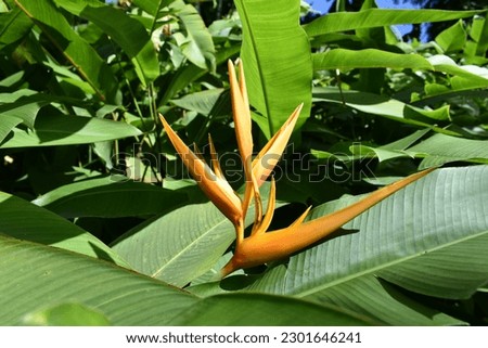 Orange tropical flower Heliconia longiflora is a rhizomatous geophyte, common names for the heliconias include lobster-claws, toucan beak, wild plantain, or false bird-of-paradise