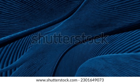 blue feather pigeon macro photo. texture or background Royalty-Free Stock Photo #2301649073