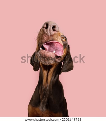 Funny hungry vizsla puppy dog licking its lips with tongue looking up. Isolated on pastel pink background