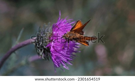 The Woodland Skipper nutterfly, (Ochlodes sylvanoides). Pollinator butterfly on bright purple flower. Summer shots