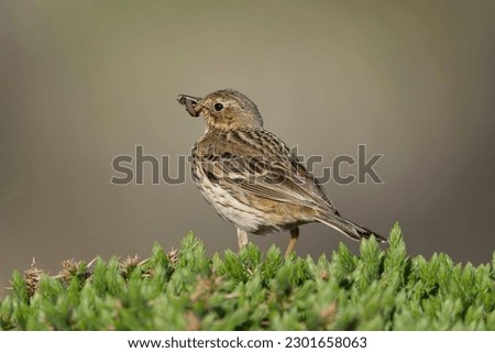 Meadow pipit - Anthus pratensis with insect larvae in beak at brown background. Phot from nearby Baltimore in Ireland.