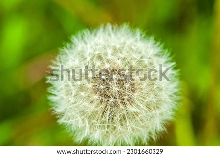 Spring day.Ripe dandelion.The background is blurry.Copy space.