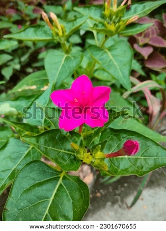 Pink flower in the garden. 
Stock photography
