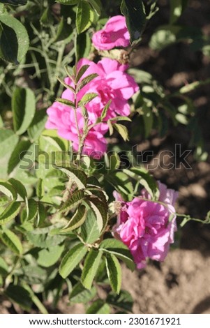 light pink bunches of roses and flowers jpeg file high resolutions