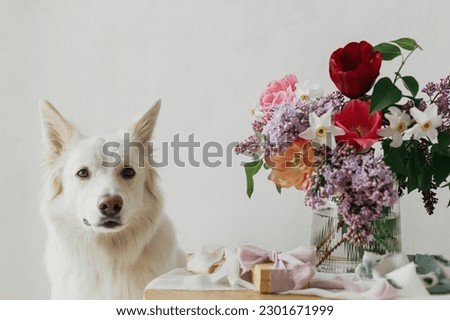 Cute dog sitting at stylish gift box and bouquet on wooden table in modern rustic room. Pet love and holidays greetings. Happy Mothers day. Happy Women's day. Adorable white danish spitz doggy