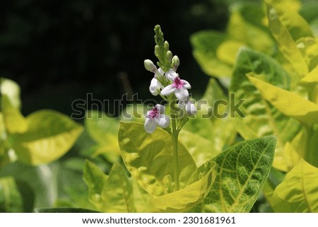 Beautiful Flower in Tropical Garden