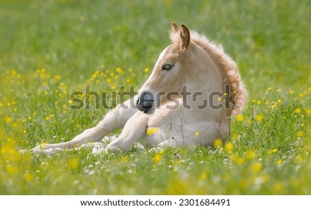 
Cute young Haflinger horse foal resting in a green grass meadow with buttercup flowers in spring Royalty-Free Stock Photo #2301684491