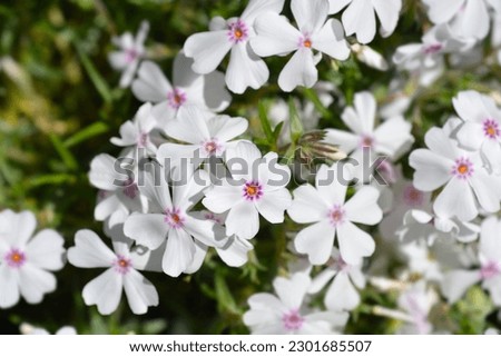 Amazing Grace Creeping Phlox flowers - Latin name - Phlox subulata Amazing Grace Royalty-Free Stock Photo #2301685507