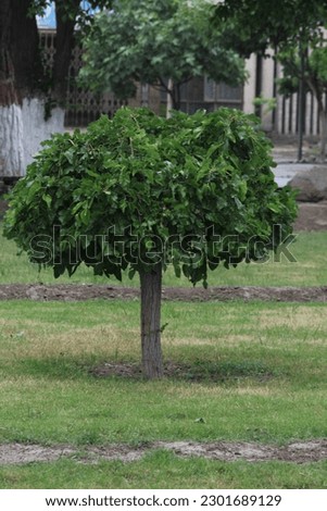 lash green beautiful tree in greenery jpeg image