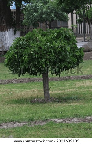 lash green beautiful tree in greenery jpeg image