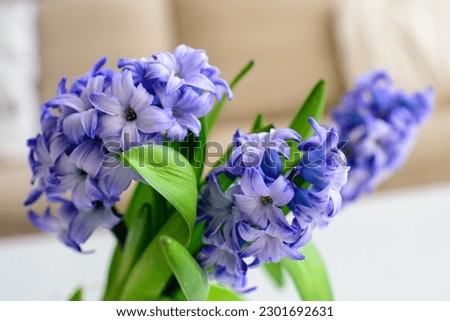 hyacinths, flowers. Vase with beautiful hyacinth flowers on table in living room. Modern house, vase with hyacinth flowers on white table in living room Royalty-Free Stock Photo #2301692631