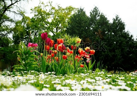 Very pretty tulips in the garden in spring