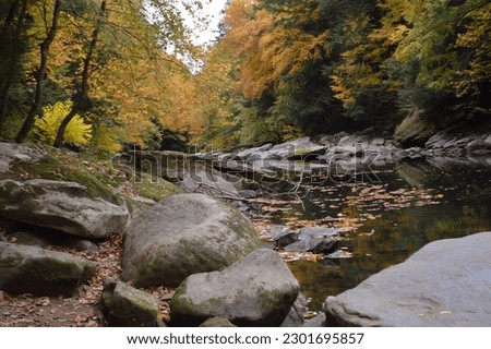 Natural Woodland Scene with Water