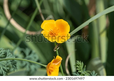 Close up of a California poppy (eschscholzia californica) in bloom