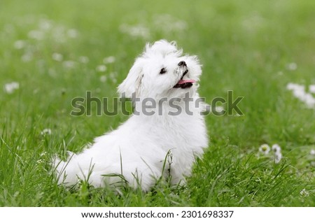 Happy white puppy of maltese breed dog sitting on green grass Royalty-Free Stock Photo #2301698337