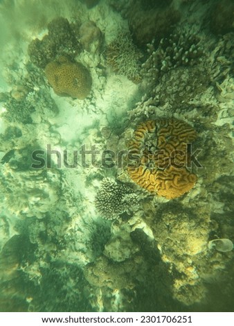 Coral shaped like a brain, Exploring Coral Reefs Undersea, A vibrant and diverse coral reef teeming with a variety of marine life, providing an awe-inspiring underwater world