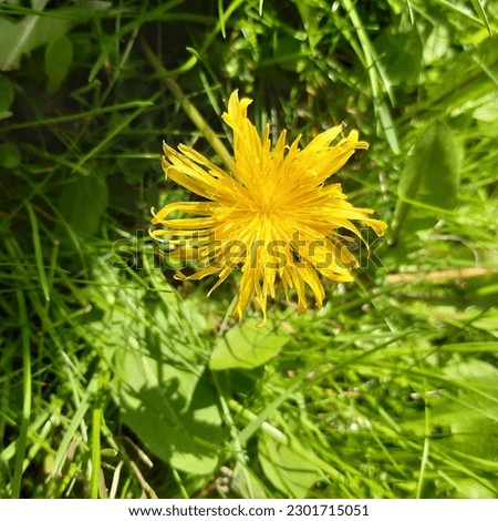 Yellow dandelion ( Taraxacum)  flower. Edible flowers. 