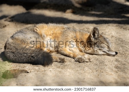 A sleeping endangered San Joaquin Kit Fox. 