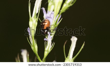 Napoleon spider (Synema Globosum): The artist of the flower kingdom. Summer shots