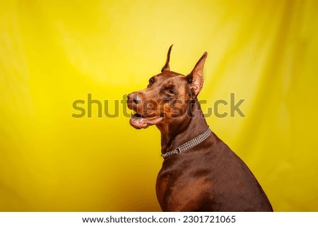 Brown Dobermann dog photo shooting in studio