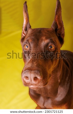 Brown Dobermann dog photo shooting in studio