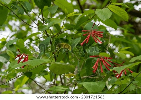 A Coral Honeysuckle Vine, Lonicera sempervirens, climbing up a tree in the wild. Bright red flowers and leaves are visible. Also a native garden plant. Late spring and early summer blooms. 
