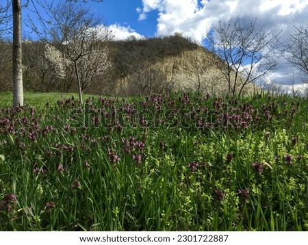 Green grass in front of a hill