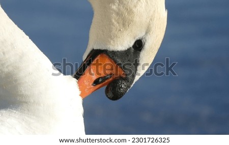 Beautiful swan on the lake close details
