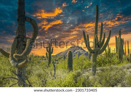 Spur Cross Ranch, Cave Creek, Arizona Royalty-Free Stock Photo #2301733405