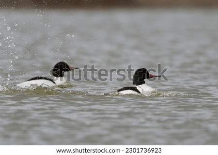 Pair of male common mergansers in black and white breeding plumage.
