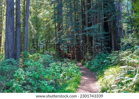 Sunlight filters through the massive Redwoods on the coast of California in Redwoods National Park Royalty-Free Stock Photo #2301743339