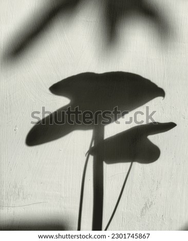 the shadow of a plant in a pot