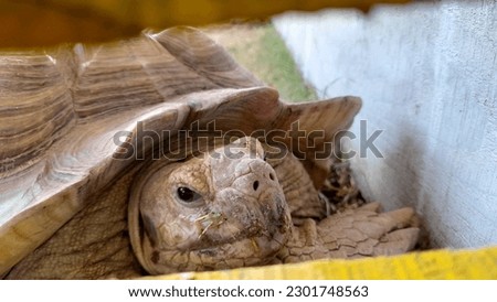 Tortoise face closeup, wild animal