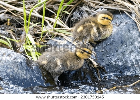 Small baby mallard ducklings swimming among the green reeds and fast moving water.  The baby ducklings have soft yellow and brown down feathers, a long black beak, and dark eyes. 