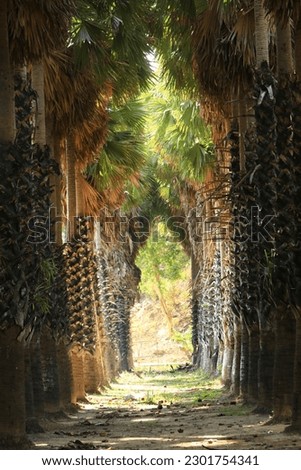 A tunnel of Palmyra palm trees planted in parallel lines.
This place is the Tan Tanod local wisdom learning center or Palmyra palm conservation center (Suan Lung Thanom) 
Phetchaburi,Thailand