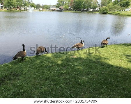 Ducks swimming, sitting in park next to lake during spring season enjoying sunny day