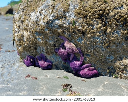 Starfish on a rock at the beach