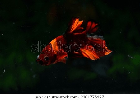 Nemo PkM STM
Colorful Betta fish .Swimming under water in clear glass tank aquarium, free movement isolated on green background ,3.5 months old age, Popular aquarium fish hobby,
