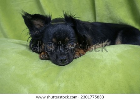 Chihuahua, black, lying on the green floor