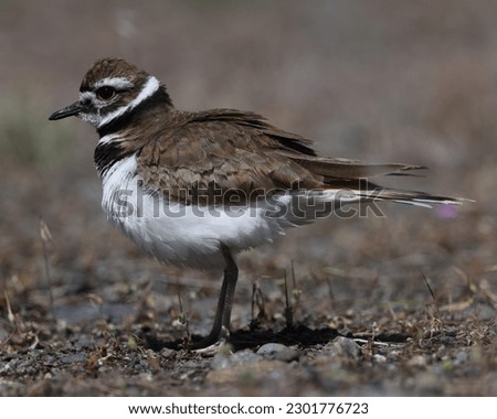 Close-up of a Killdeer bird. This photograph shows its bright red eye and black and white neck collar.