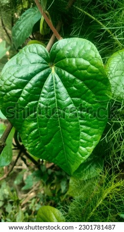 Betel leaf plant is very beneficial for health


