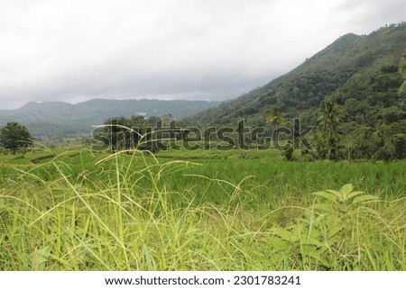 Rice fields, clear sky amidst white clouds and sunshine

