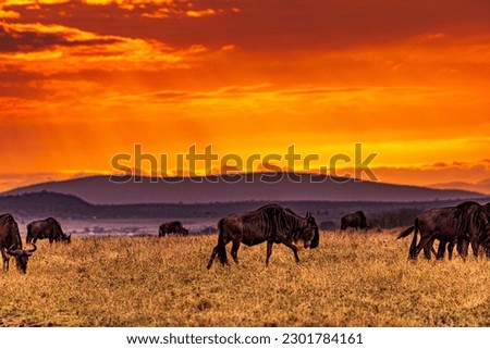 Maasai Mara National Game Reserve Park Great Rift Valley Narok County Kenya East Africa Magical Sunrise Sunset Wildebeest Grazing Savannah Grassland Wilderness Kenya Travel Documentary safari wildlife Royalty-Free Stock Photo #2301784161