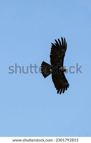 An eagle that is flying soars in the air on the island of Borneo