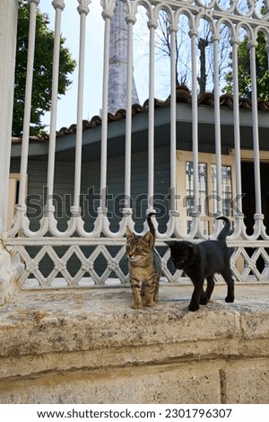 Two kittens are walking on a stone fence